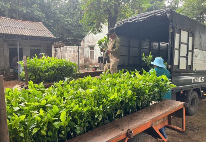 Giai đoạn 2026 - 2030, Đắk Lắk phấn đấu tái canh hơn 17.000 ha cây cà phê